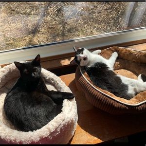 Meet your Posher, Bella